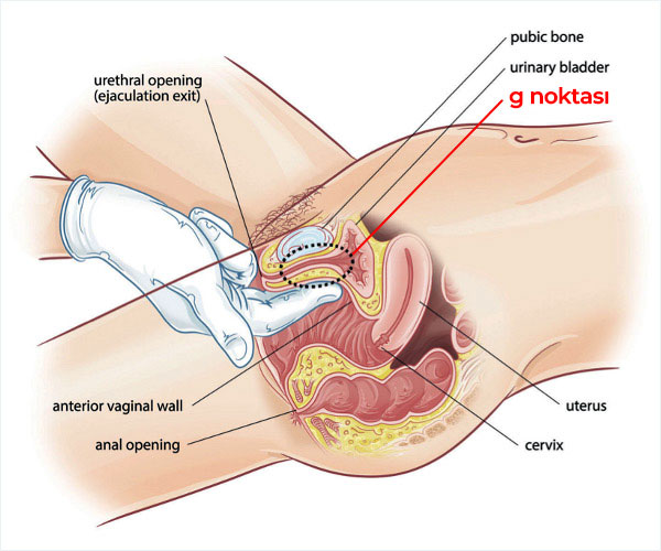 G Noktası Nerede