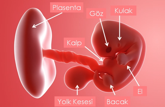 6-7 Haftalık Gebelik Görüntüsü