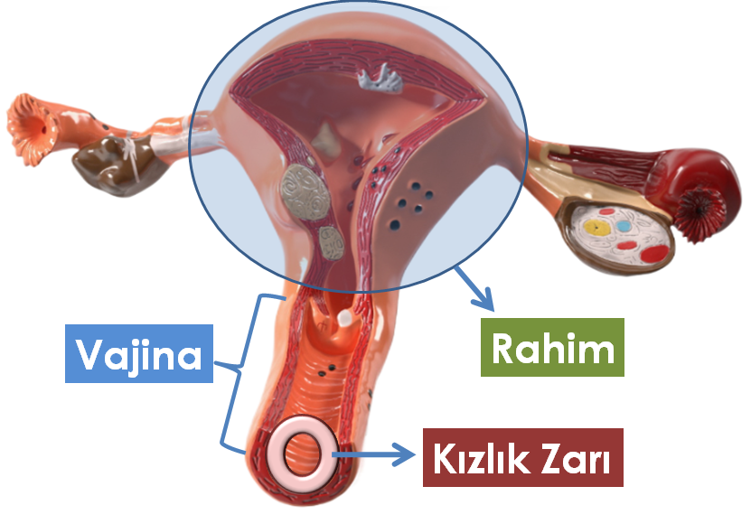 Kızlık Zarı Nerededir?