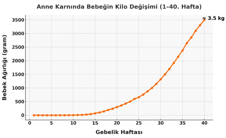 Anne Karnında Hafta Hafta Bebek Kilo Değişimi
