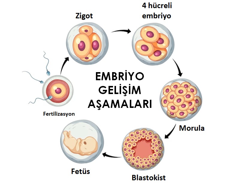 Embriyo Gelişimi - Morula, Blastokist