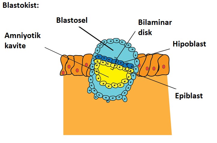 Embriyo Gelişim Evreleri - Bilaminar Disk
