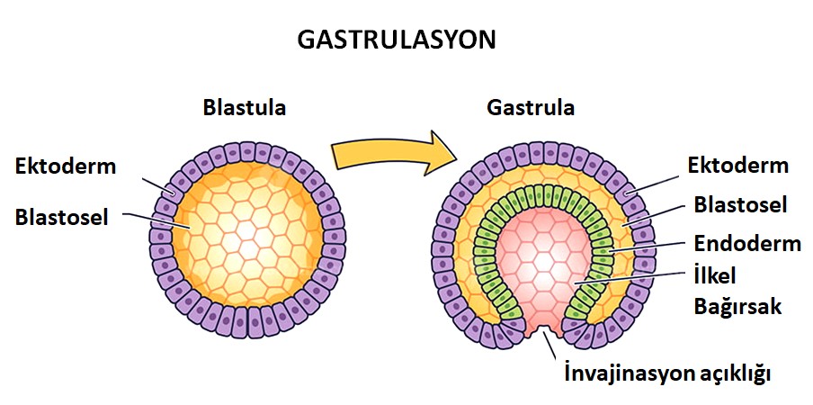 Embriyo Gelişim Evreleri - Gastrulasyon