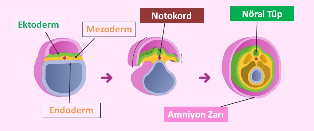 Embriyo Gelişimi - Notokord