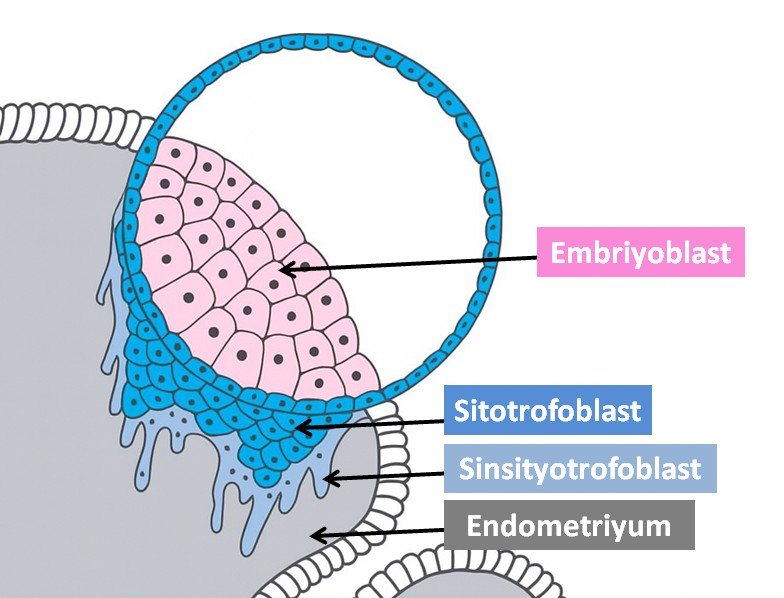 Trofoblast, Sitotrofoblast, Sinsityotrofoblast