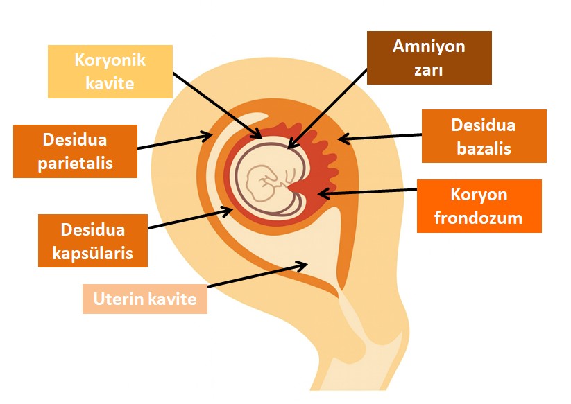 Embriyo Gelişim Evreleri - Desidua