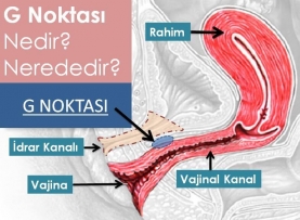 G Noktası Neresi?