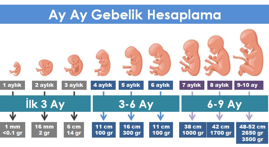 Gebelik Hesaplama Ayrıntılı Resimli